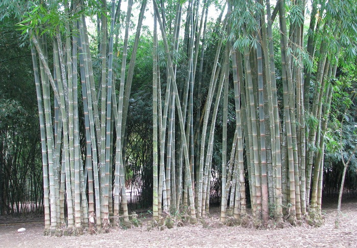 Dendrocalamus asper